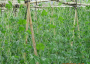 lưới trồng cây dây leo tphcm
