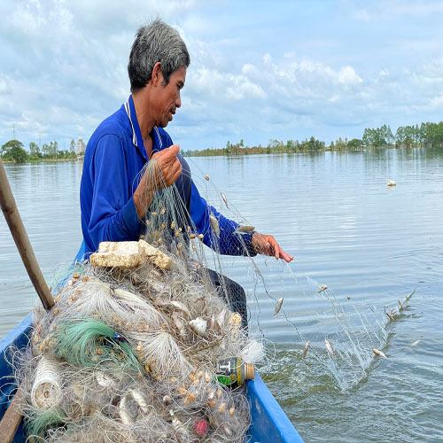 lưới giăng cá - đã giăng là dính