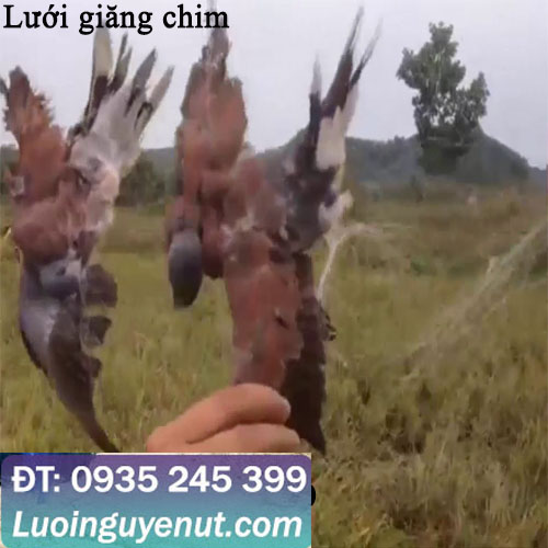 lưới giăng chim giá sỉ