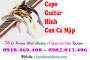 Capo guitar hình con cá mập tại gò vấp