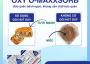 gói hút oxy bánh trung thu